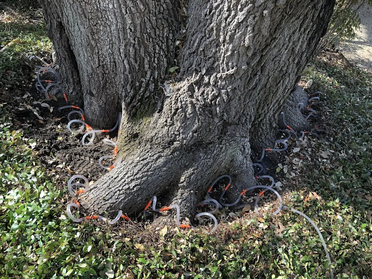 Detailed Tree Cabling and Bracing job site in Lawsonville