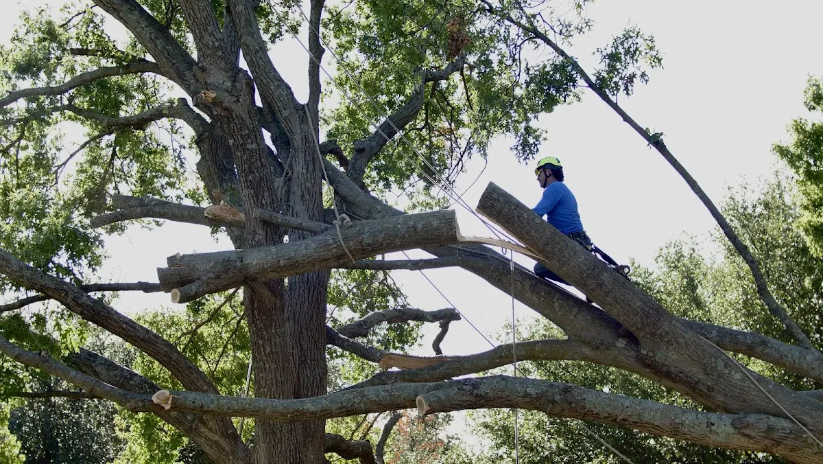 Professional Hazardous Tree Removal performed by certified arborists in Lawsonville