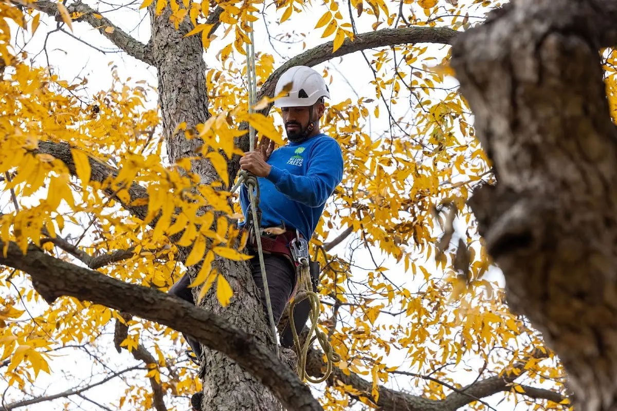 Skilled Tree Pruning crew working in Lawsonville